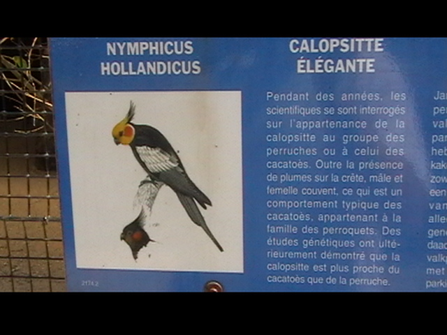 calopsitte