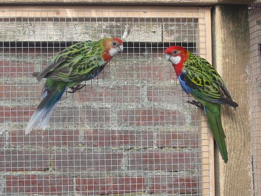 couple dos vert