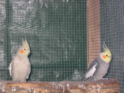 couple gris,cinnamon