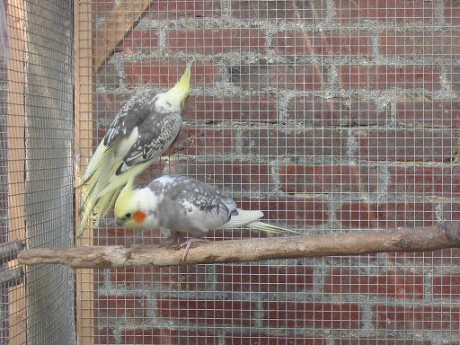 couple opaline panaché