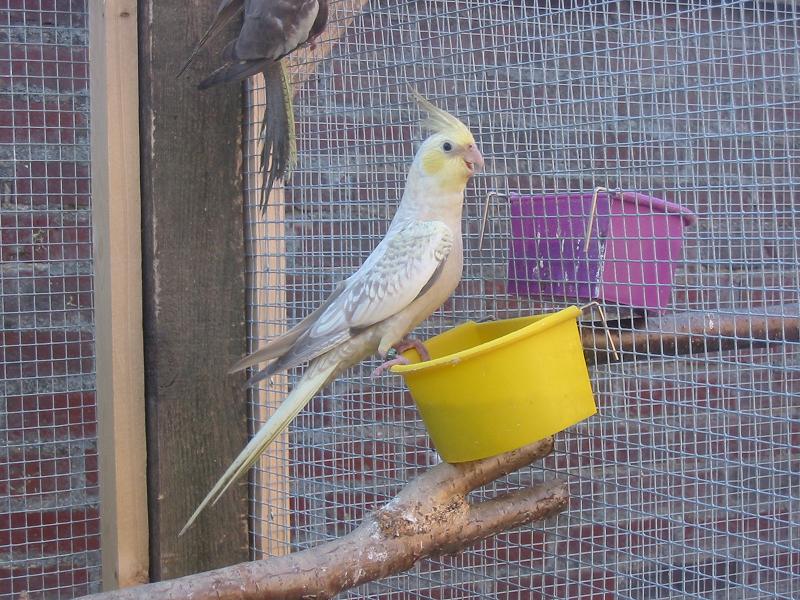femelle opaline cinnamon joue jaune