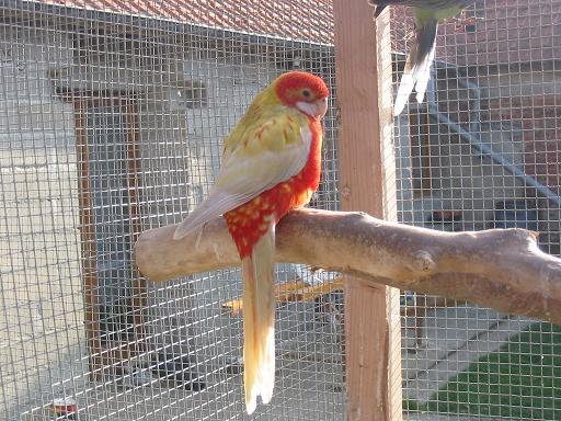 femelle opaline cinnamon pastel